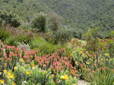 Celebrating South Africa’s flora on Mandela Day. | Jardin