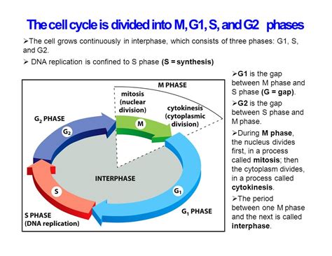 Cell Biology Cell Division   ppt video online download