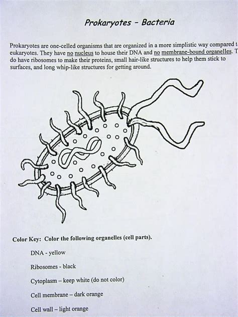 Cell Coloring Diagrams | WINNACUNNET BIOLOGY