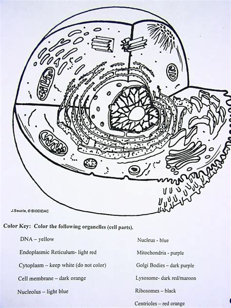 Cell Coloring Diagrams | WINNACUNNET BIOLOGY