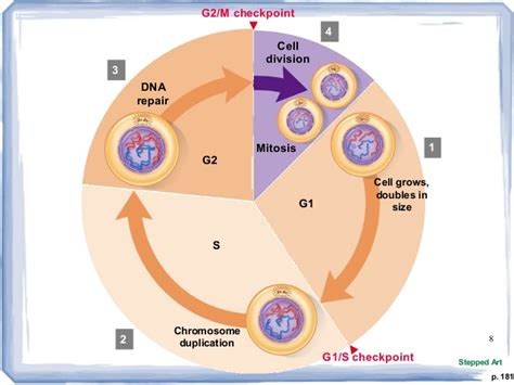 Cell cycle in Relation to Cancer