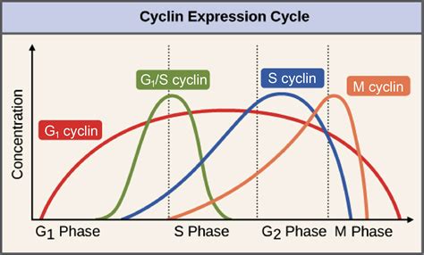 Cell Cycle Regulation Cancer | www.pixshark.com   Images ...