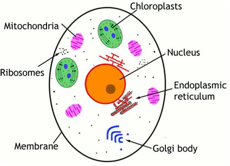 Cell Diagram   diagram of a eukaryotic cell  www ...