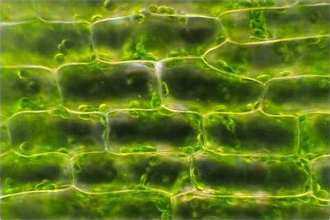 Cell Images | WINNACUNNET BIOLOGY