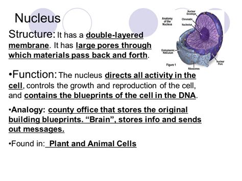 Cell Structure Organelles.   ppt video online download