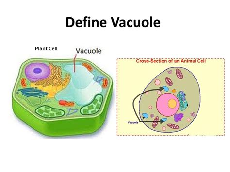 Cell Unit Review.   ppt video online download