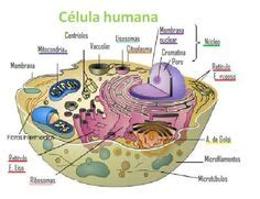 Cell Vegetal | Experimente CIÊNCIAS!: Para os alunos do 7º ...
