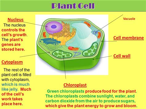 Cells and Microorganisms   ppt video online download