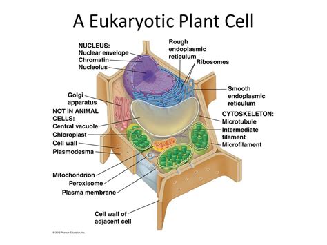 Cells and Organelles A eukaryotic cell has membrane bound ...