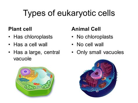 Cells – the basic unit of life   ppt download