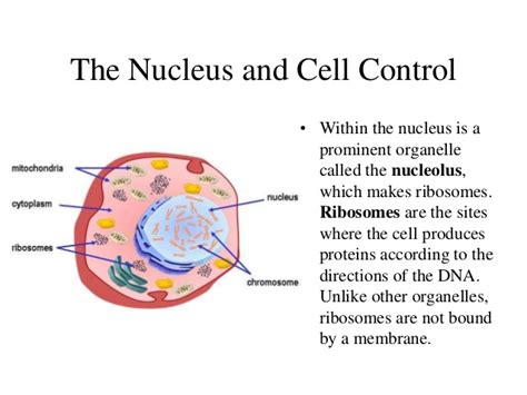 Cellular structure and function ii