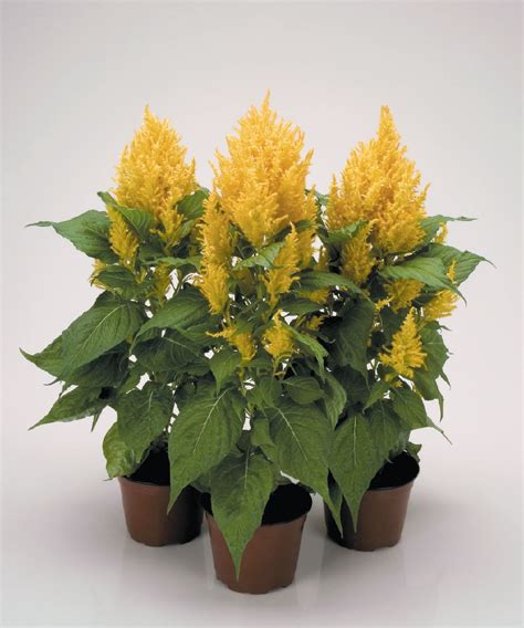 Celosia Plants  Seasonal  – Buy Live Plants India