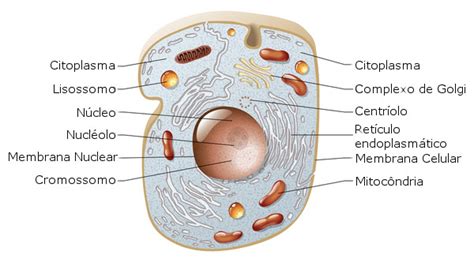 Célula animal   Biologia celular   Citologia   InfoEscola