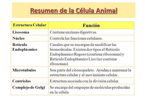 Célula Animal: Caracteristicas, Partes, Funciones ...