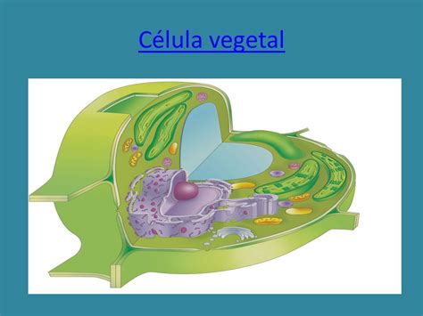 Célula Animal Célula vegetal.   ppt video online descargar