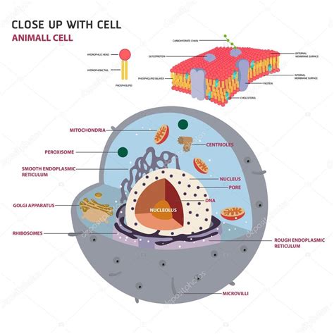 célula animal Cruz sección estructura de una célula ...