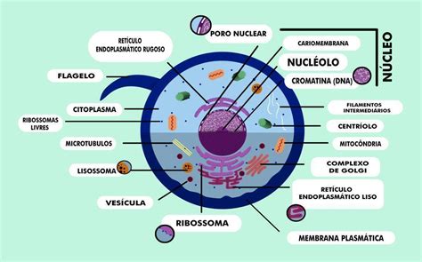 Célula animal: estrutura, componentes e organelas