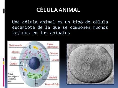 Celula animal