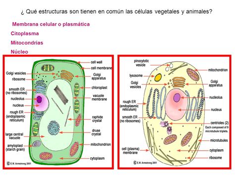 Célula animal y célula vegetales   ppt video online descargar