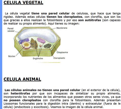 Celula Animal y Vegetal Definición, partes, imagenes | la ...