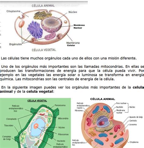 Celula Animal y Vegetal Definición, partes, imagenes ...