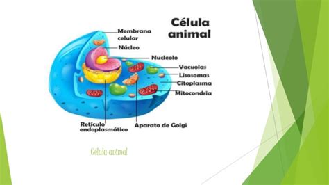 celula animal y vegetal, mitosis y meiosis etc