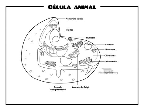 Celula animal y vegetal para colorear   Imagui