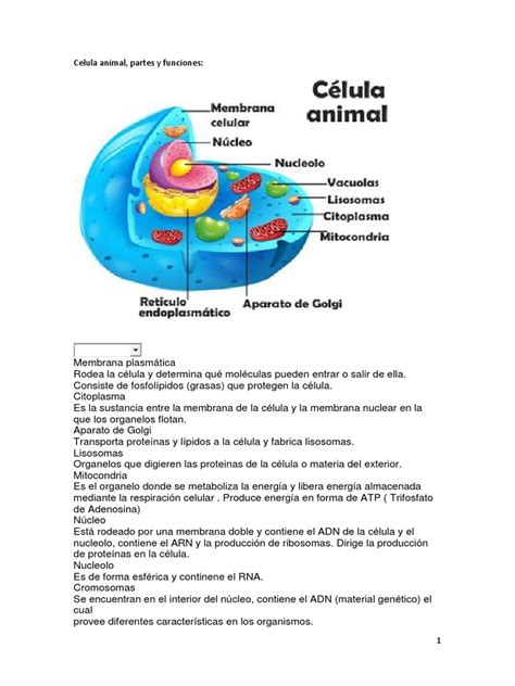 CELULA ANIMAL Y VEGETAL PARTES Y FUNCIONES.docx