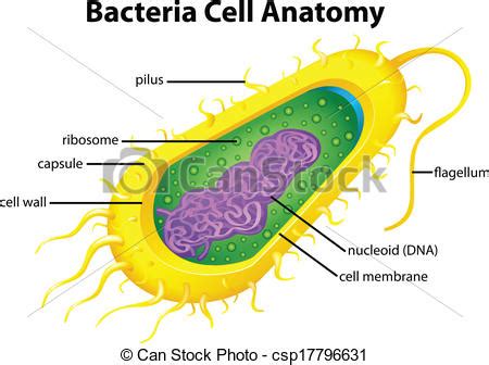 Célula, bacterias, estructura. Célula, estructura ...