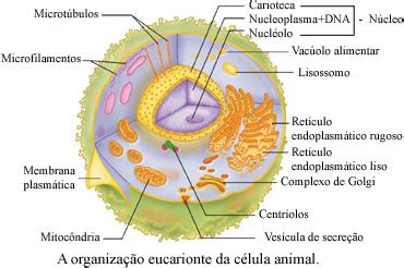 Célula eucarionte  animal e vegetal