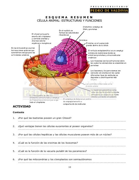 Célula Eucarionte, Vegetal y Animal II: Citoplasma  BC07 ...