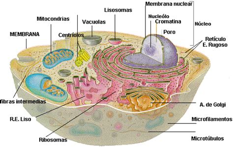 Célula eucariota animal: