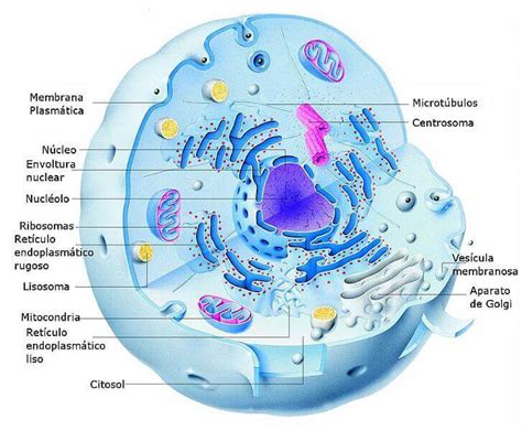 Célula eucariota animal. Principales características