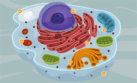 Célula eucariota animal. – Prevención en Salud Proactiva
