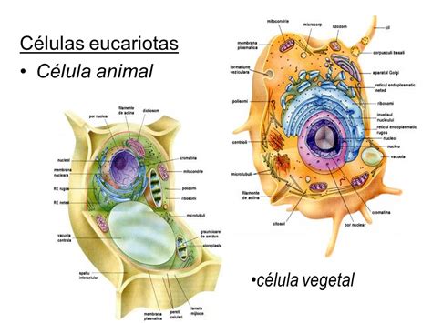 Celula Eucariota Animal | www.pixshark.com   Images ...