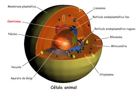 Célula eucariota animal y vegetal. Actividades interactivas