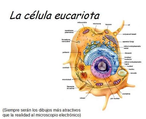 Celula eucariota con nombres   Imagui
