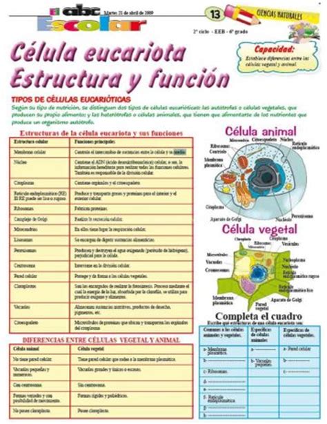Célula eucariota Estructura y función   Edicion Impresa ...