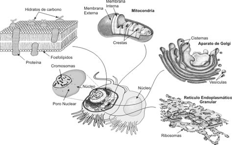 Célula Eucariota: Estructura y Ultraestructura.   Taringa!