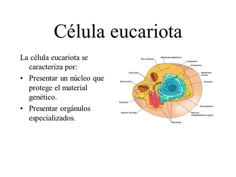 Célula eucariota La célula eucariota se caracteriza por ...