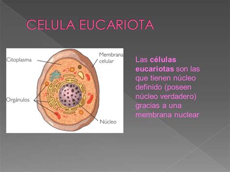 CELULA EUCARIOTA Las células eucariotas son las que tienen ...