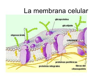 Célula eucariota, membrana y organelos