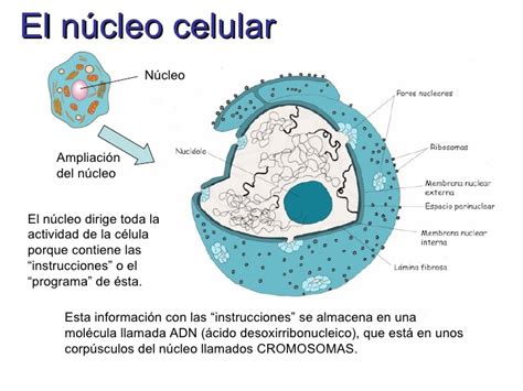 Celula eucariota
