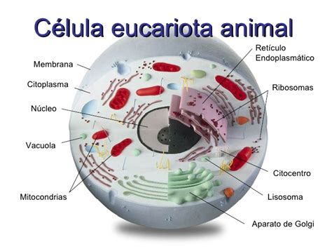 Celula eucariota