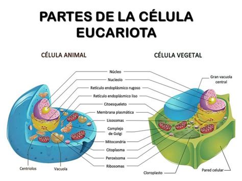 Célula eucariota