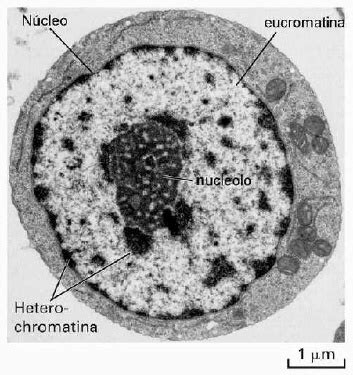Célula Eucariota: núcleo