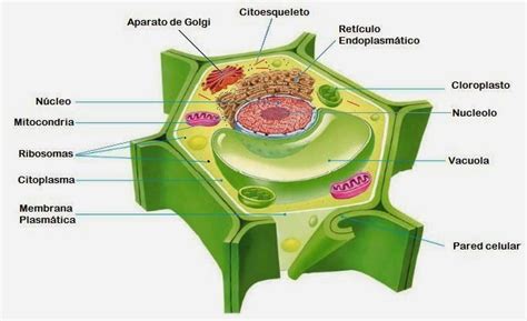 Célula eucariota vegetal | Biosfera | Pinterest | Búsqueda
