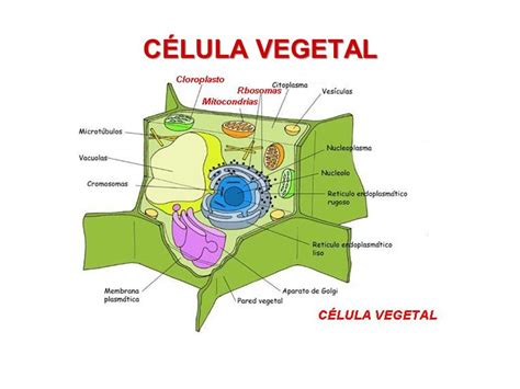 Celula Eucariota Vegetal | www.pixshark.com   Images ...