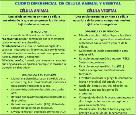 Célula eucariota: Vegetal y animal.   La célula