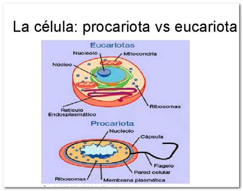 Célula Eucariota y Célula Procariota: ¿Qué es la: Vegetal ...